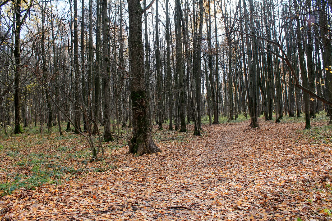 Заказник "Теплый Стан", image of landscape/habitat.