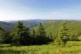 Гора Снежная, image of landscape/habitat.