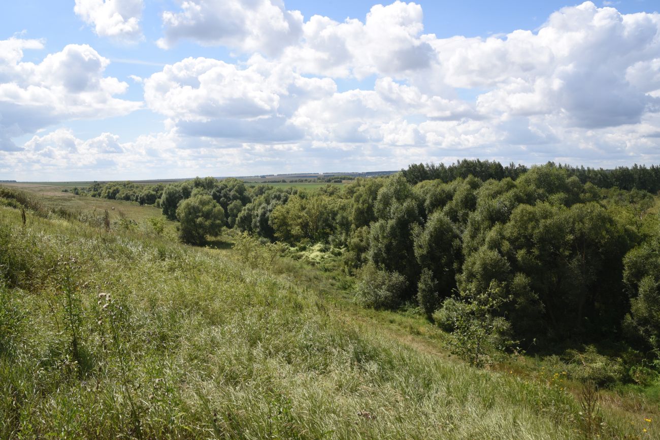 Воейково, image of landscape/habitat.