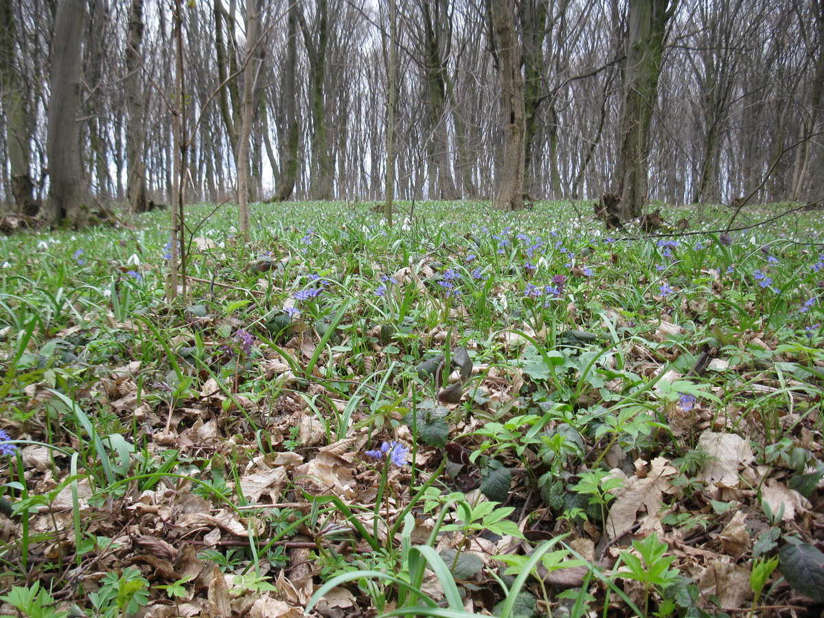 Снежки, image of landscape/habitat.