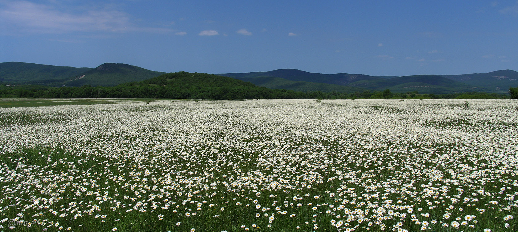 Байдарская долина, image of landscape/habitat.