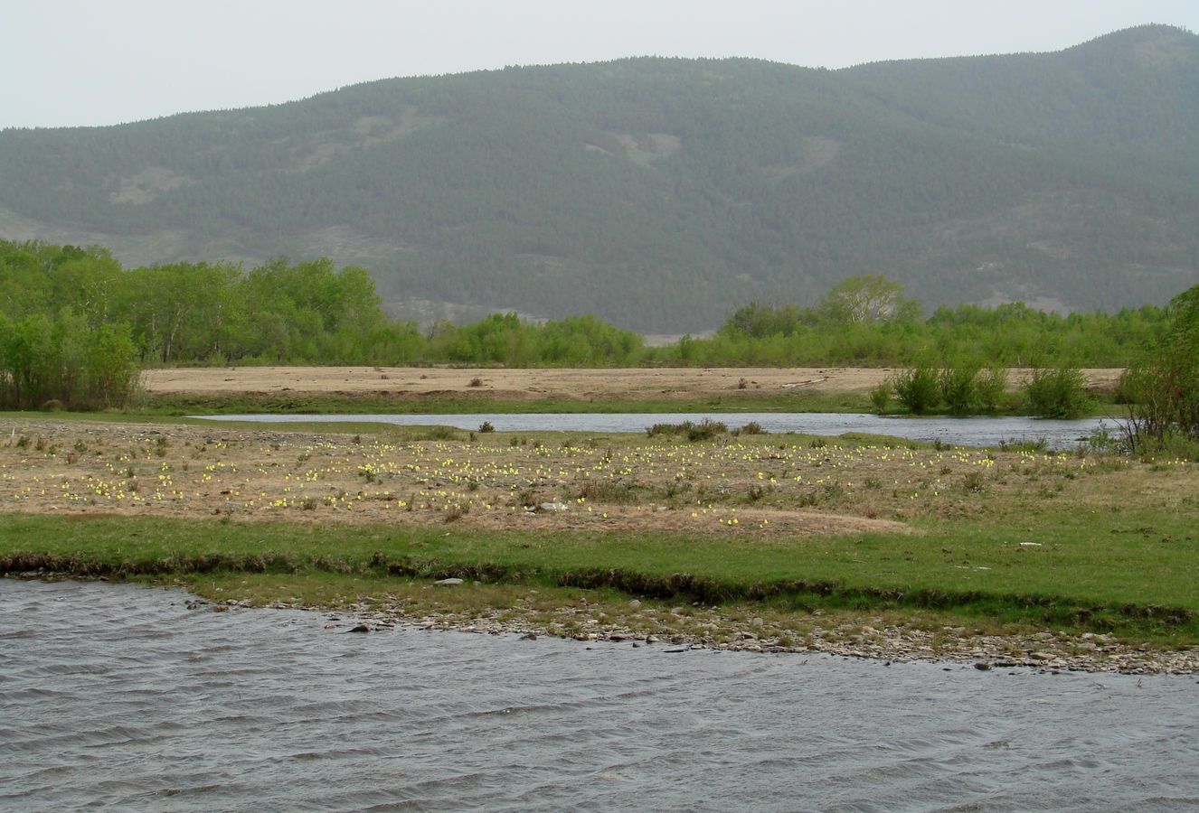 Большое Голоустное, image of landscape/habitat.