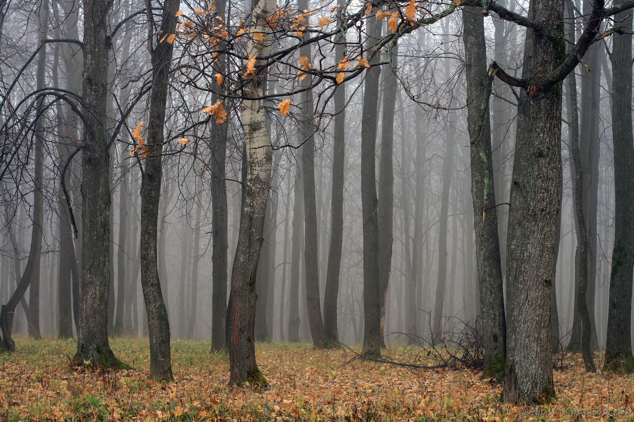 Дубна и окрестности, image of landscape/habitat.