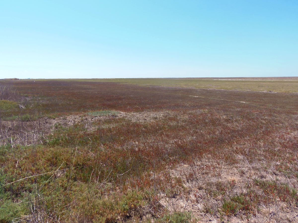 Счастливцево, image of landscape/habitat.