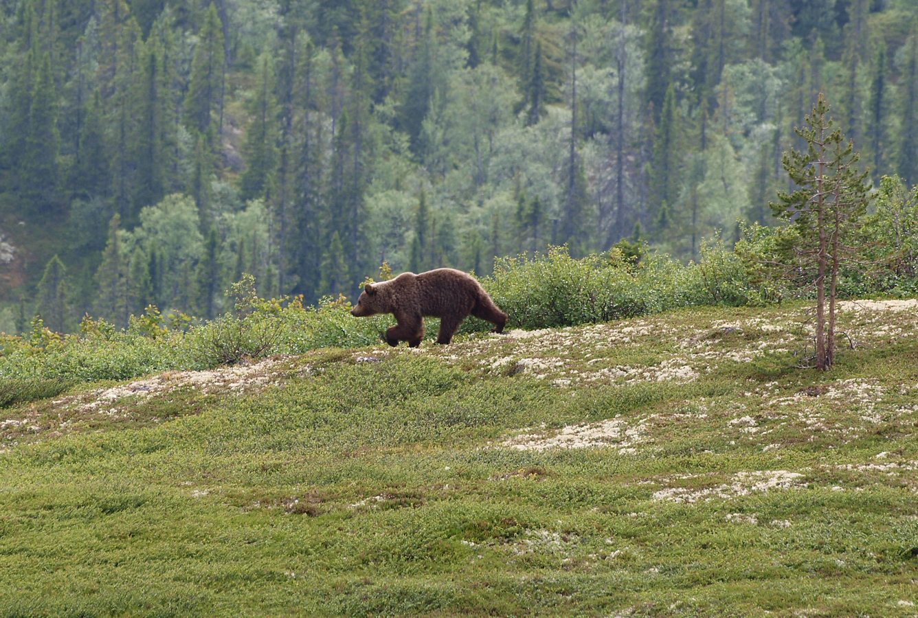 Лувеньгские Тундры, image of landscape/habitat.