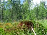 Токсово, image of landscape/habitat.