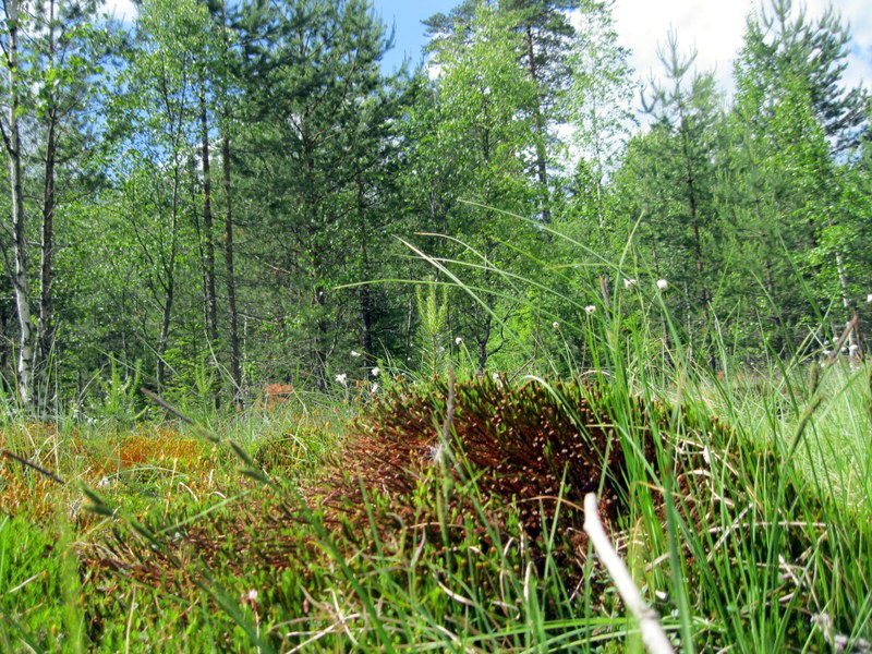 Токсово, image of landscape/habitat.