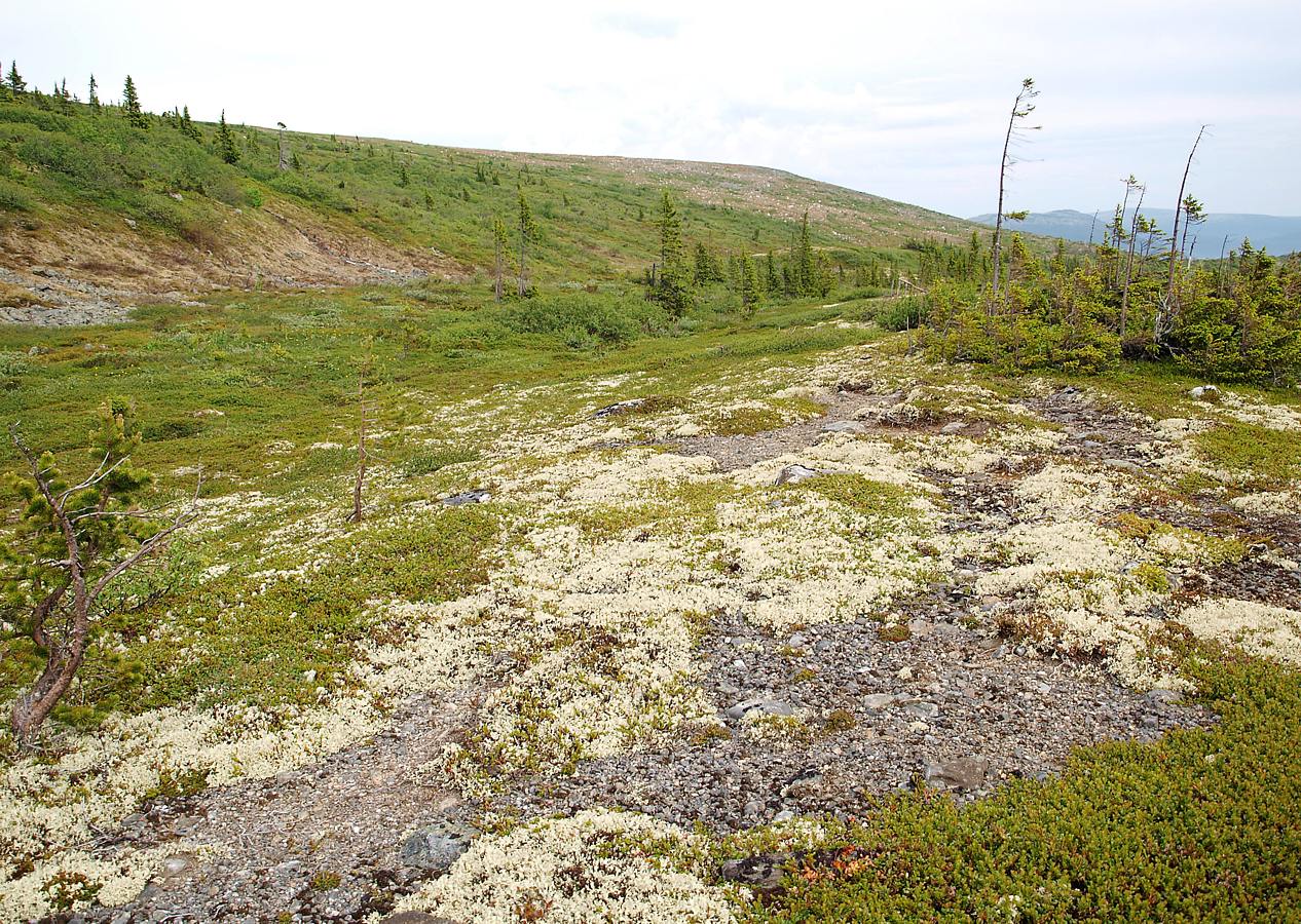 Лувеньгские Тундры, image of landscape/habitat.