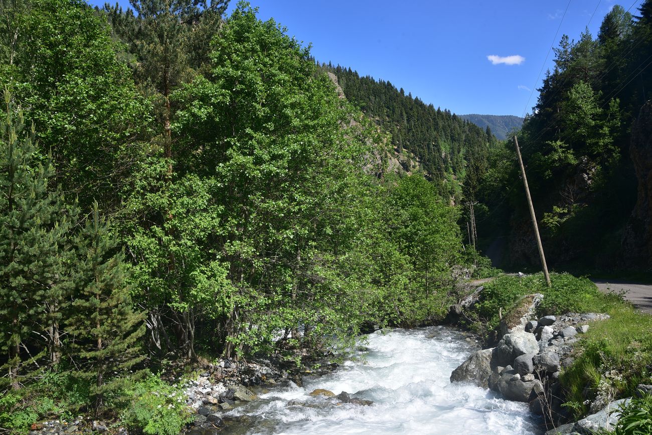Окрестности Гюльпынар, image of landscape/habitat.