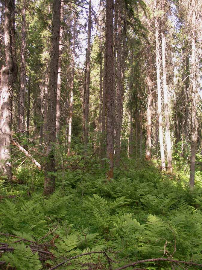 Атлека, image of landscape/habitat.