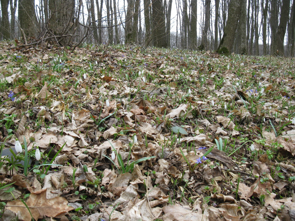 Снежки, image of landscape/habitat.