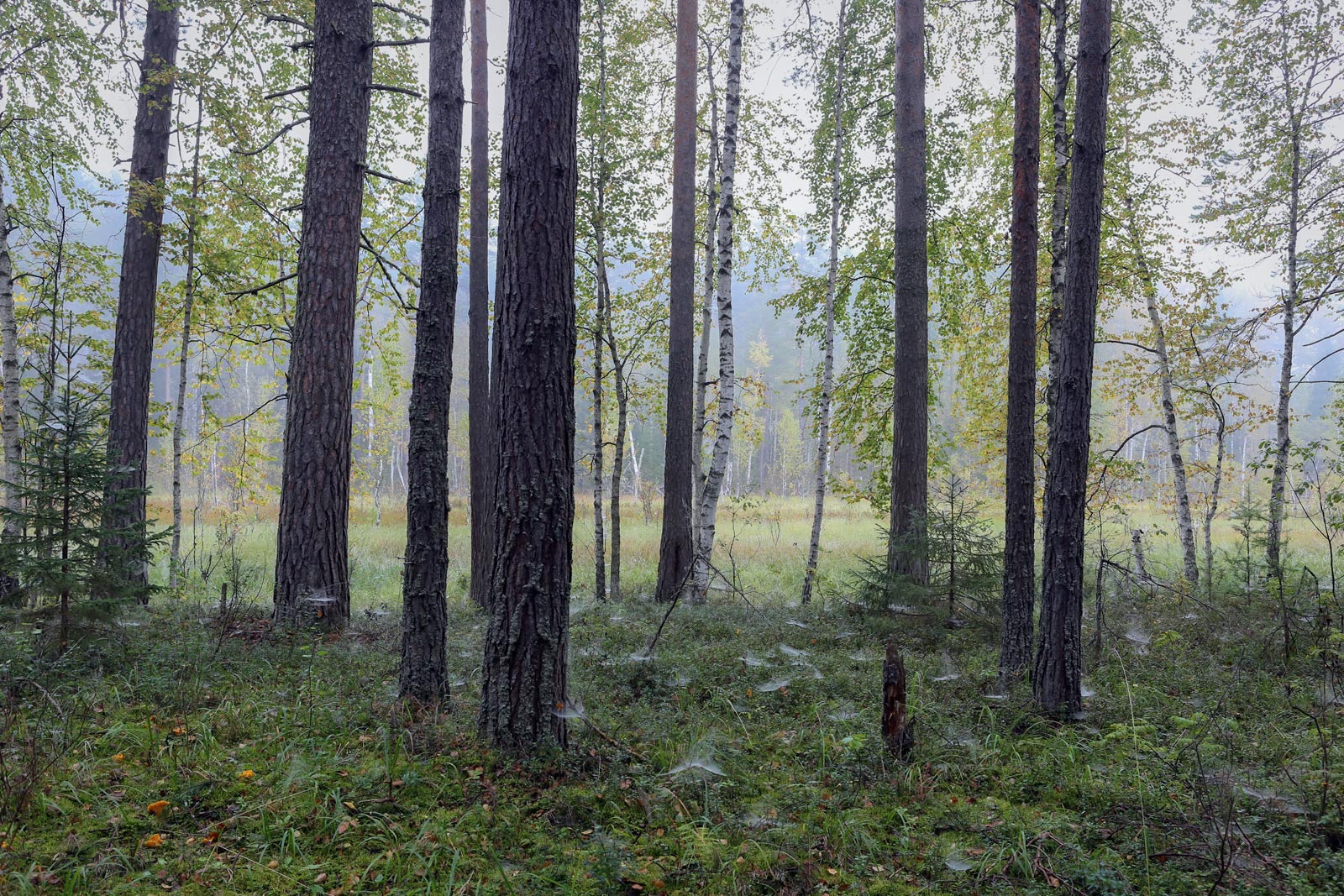Кунчурихинский бор, image of landscape/habitat.
