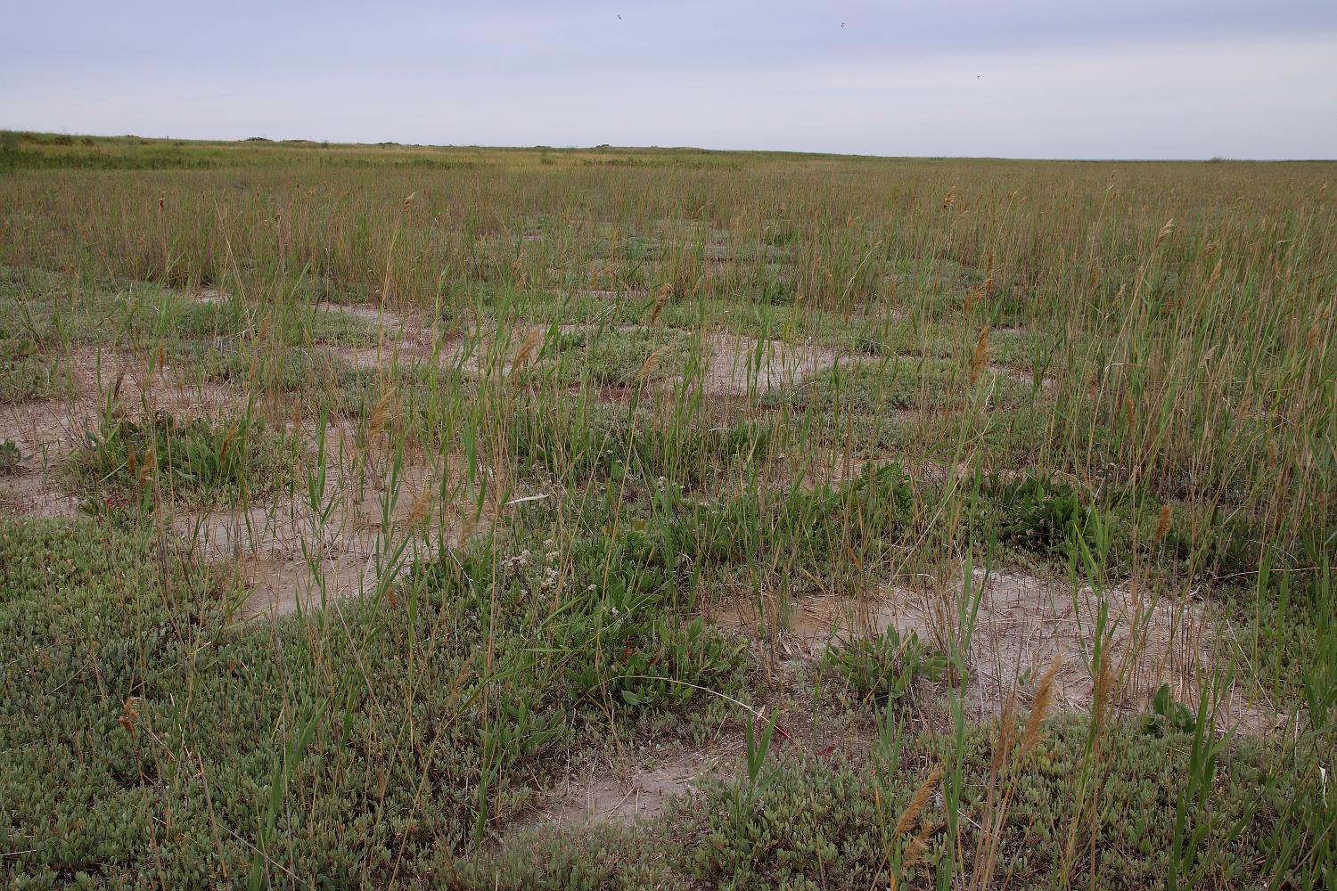 Котловина озера Кучукское, image of landscape/habitat.