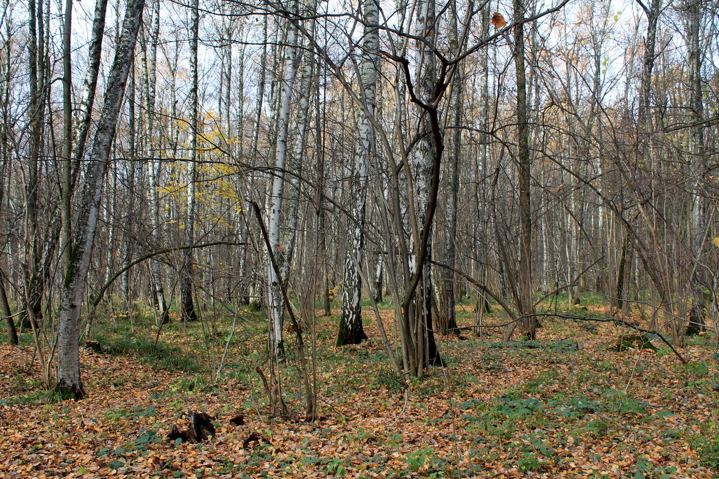 Заказник "Теплый Стан", image of landscape/habitat.