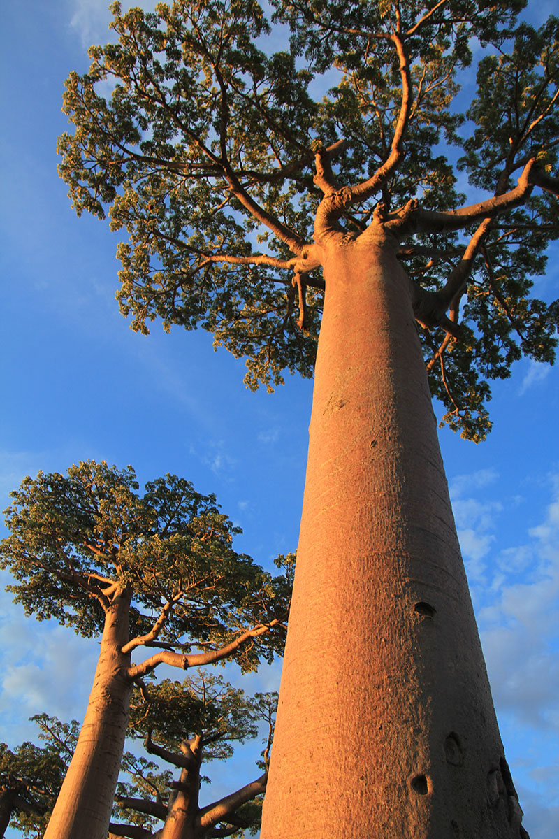 Заказник «Алли Де Баобаб», image of landscape/habitat.