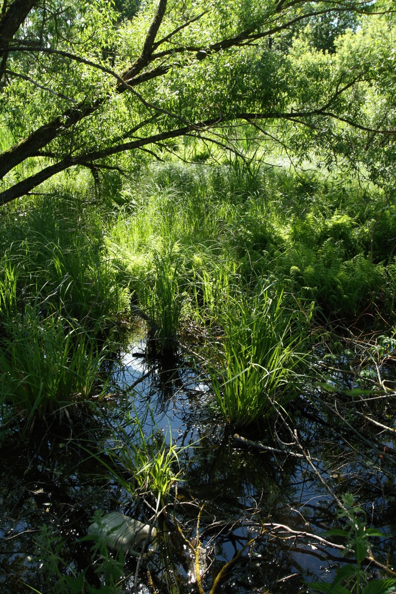 Езерище и окрестности, image of landscape/habitat.