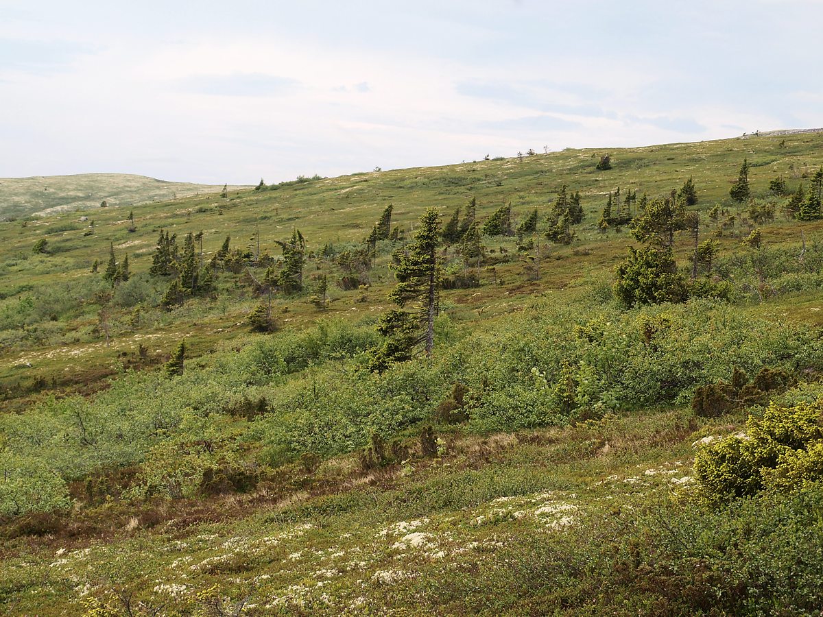 Лувеньгские Тундры, image of landscape/habitat.