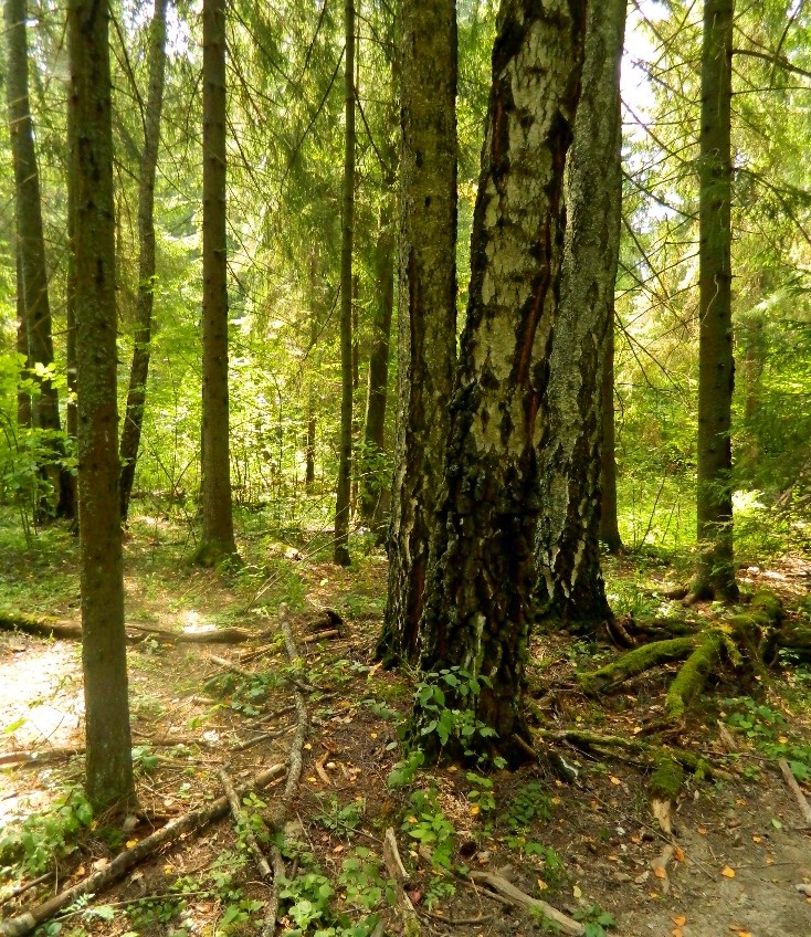 Озеро Глубокое, image of landscape/habitat.