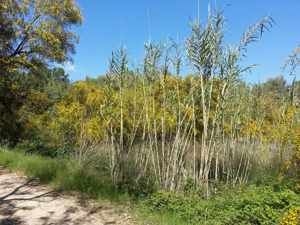 Спьянтза, муниципальный парк, image of landscape/habitat.