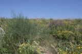 Острасьев Яр, image of landscape/habitat.