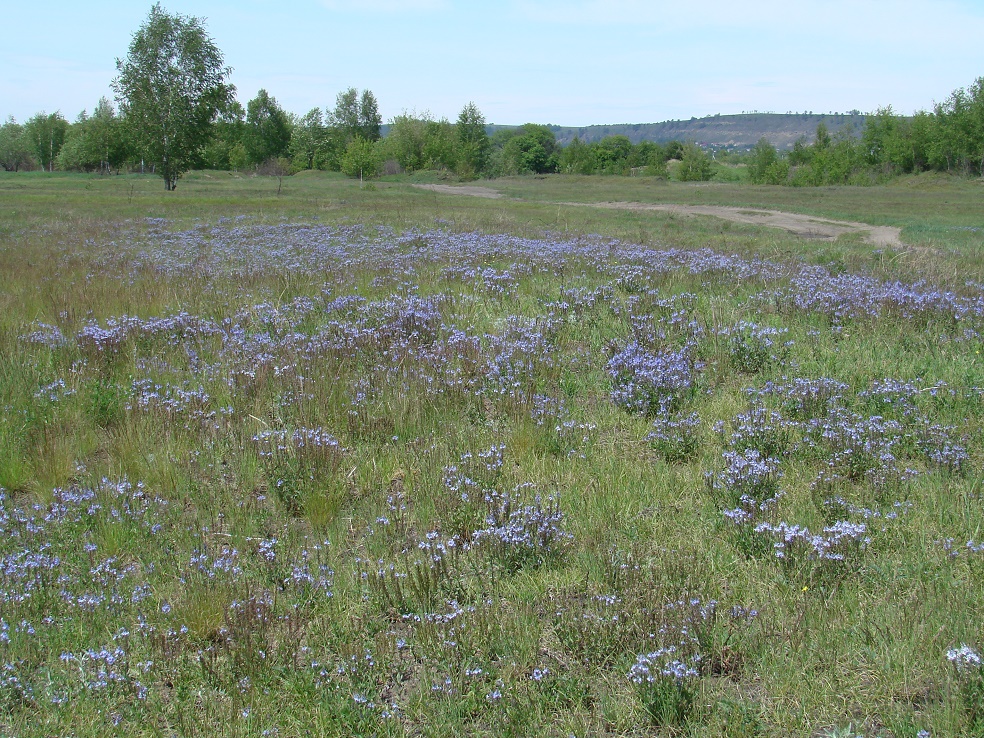 Боково, image of landscape/habitat.