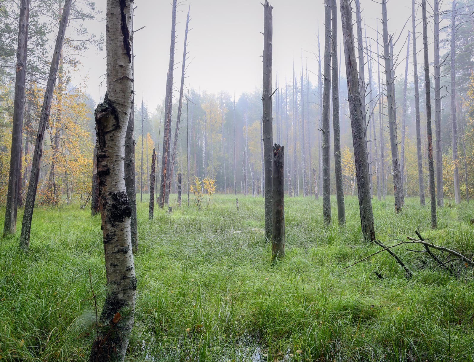 Кунчурихинский бор, image of landscape/habitat.