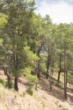 Image of landscape