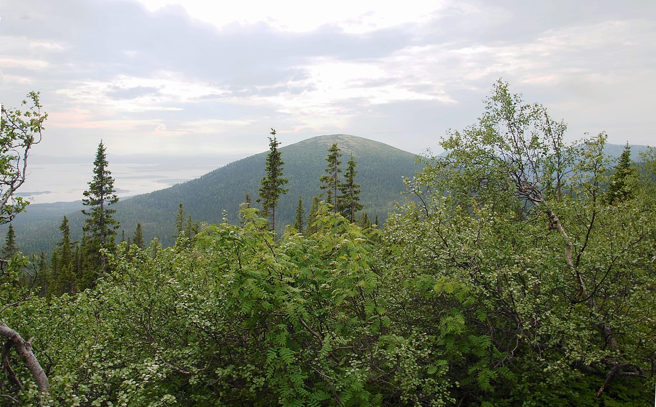 Лувеньгские Тундры, image of landscape/habitat.