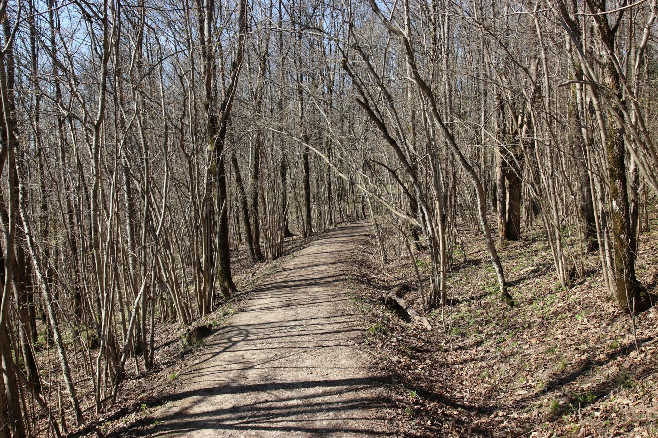 Дудергофские высоты, image of landscape/habitat.