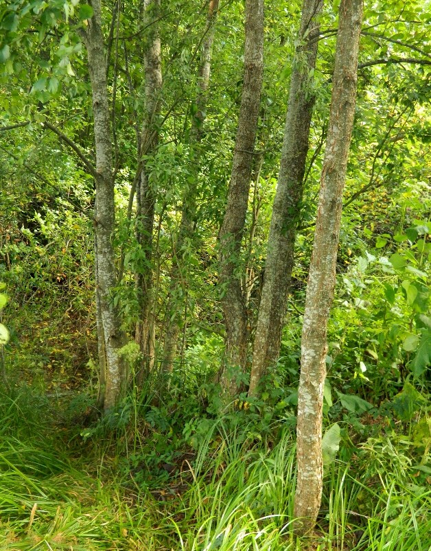 Озеро Глубокое, image of landscape/habitat.