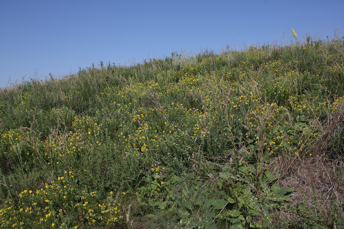 Острасьев Яр, image of landscape/habitat.