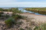 Новое Гарколово, image of landscape/habitat.