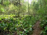Сухое озеро, image of landscape/habitat.