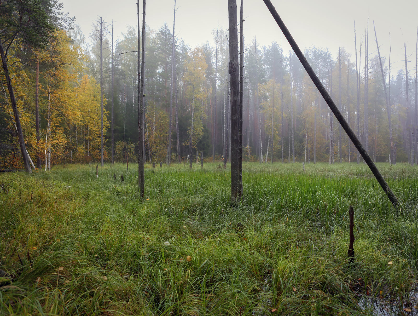 Кунчурихинский бор, image of landscape/habitat.