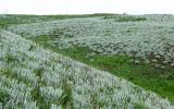 Вергунский Разъезд, image of landscape/habitat.