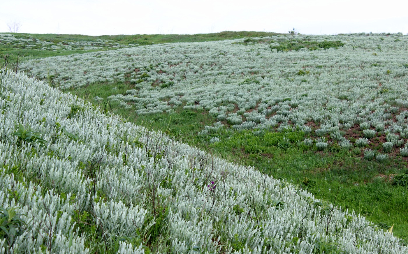 Вергунский Разъезд, image of landscape/habitat.