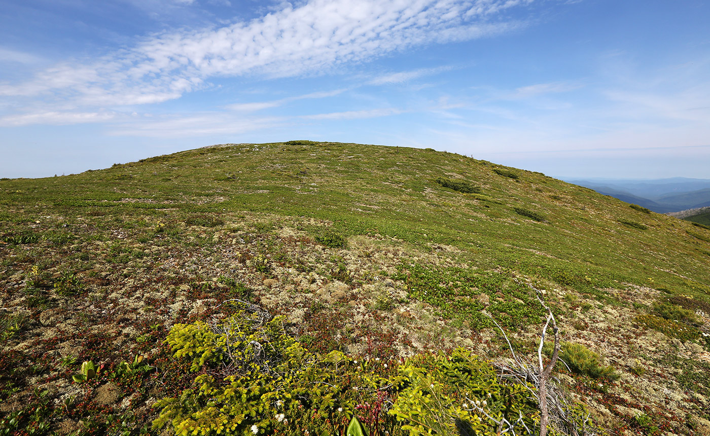 Гора Снежная, image of landscape/habitat.