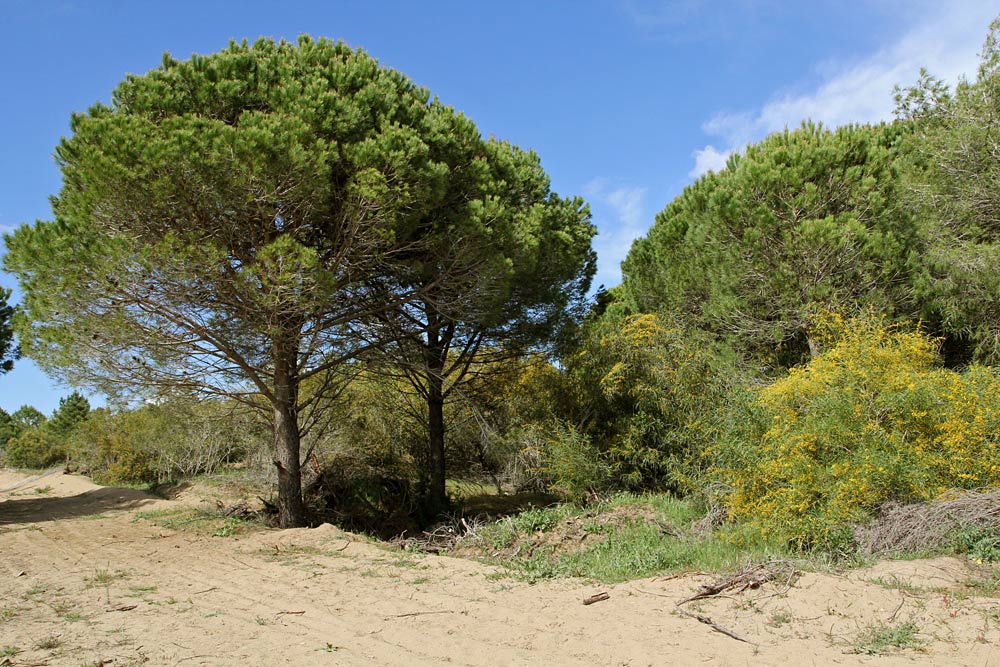 Спьянтза, муниципальный парк, image of landscape/habitat.