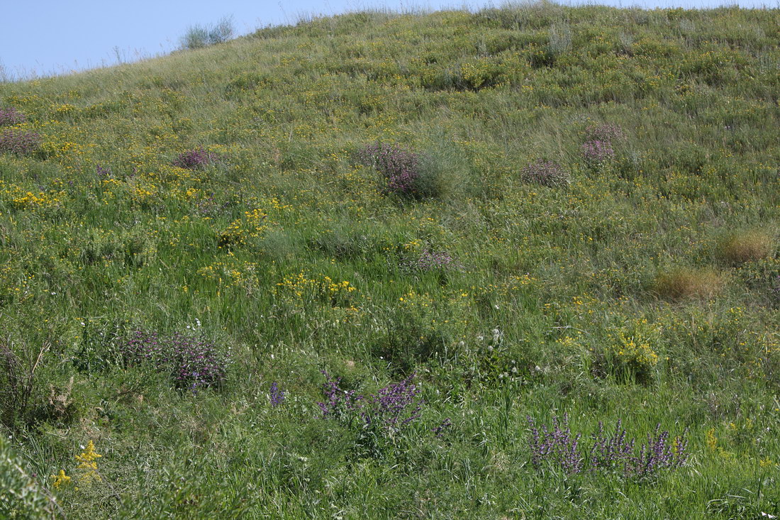 Острасьев Яр, image of landscape/habitat.