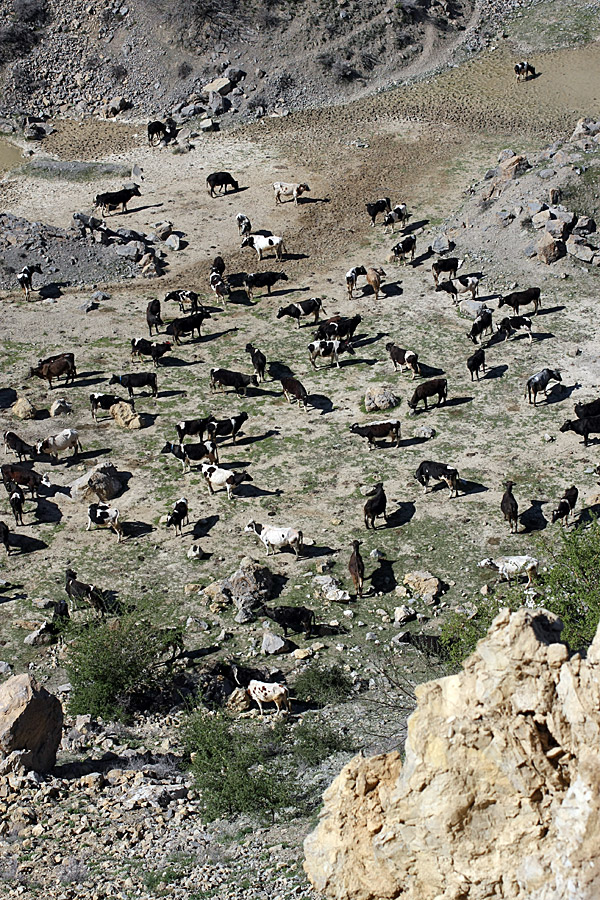 Горы Алатау, image of landscape/habitat.