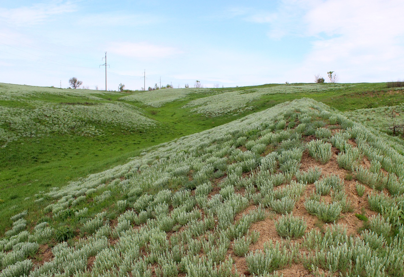 Вергунский Разъезд, image of landscape/habitat.