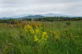 Яльчигулово и окрестности, image of landscape/habitat.