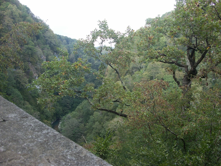 Хоста, image of landscape/habitat.