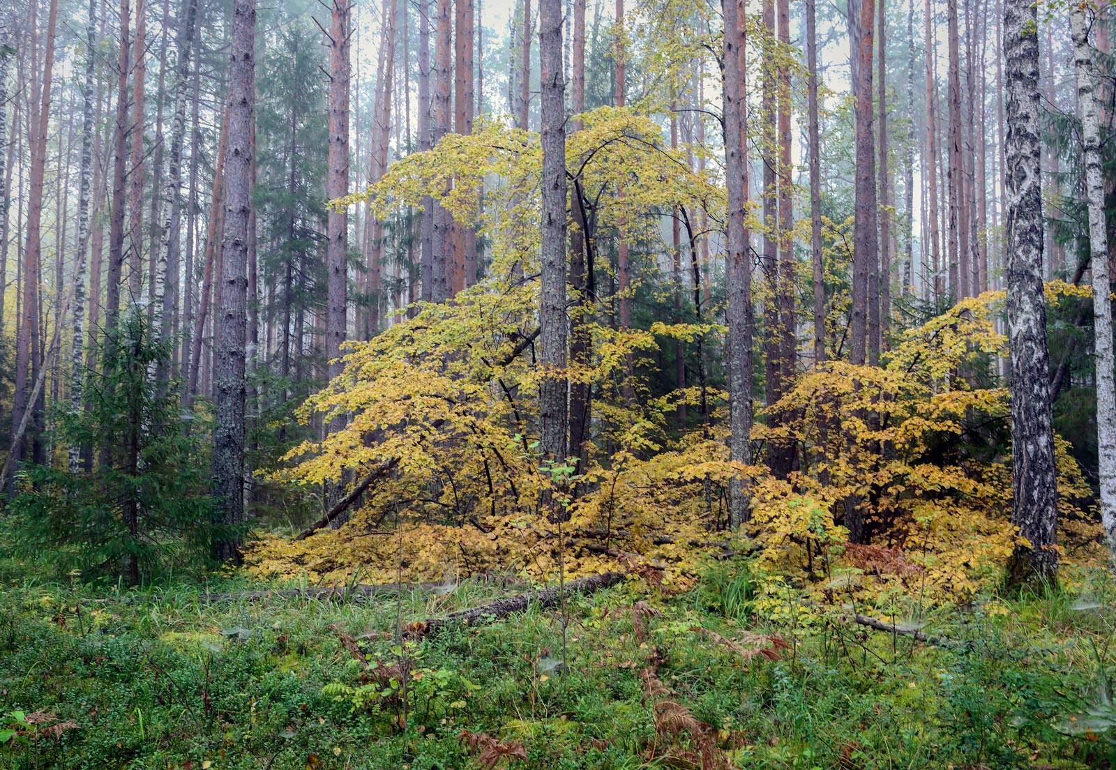 Кунчурихинский бор, image of landscape/habitat.