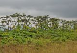 Image of landscape