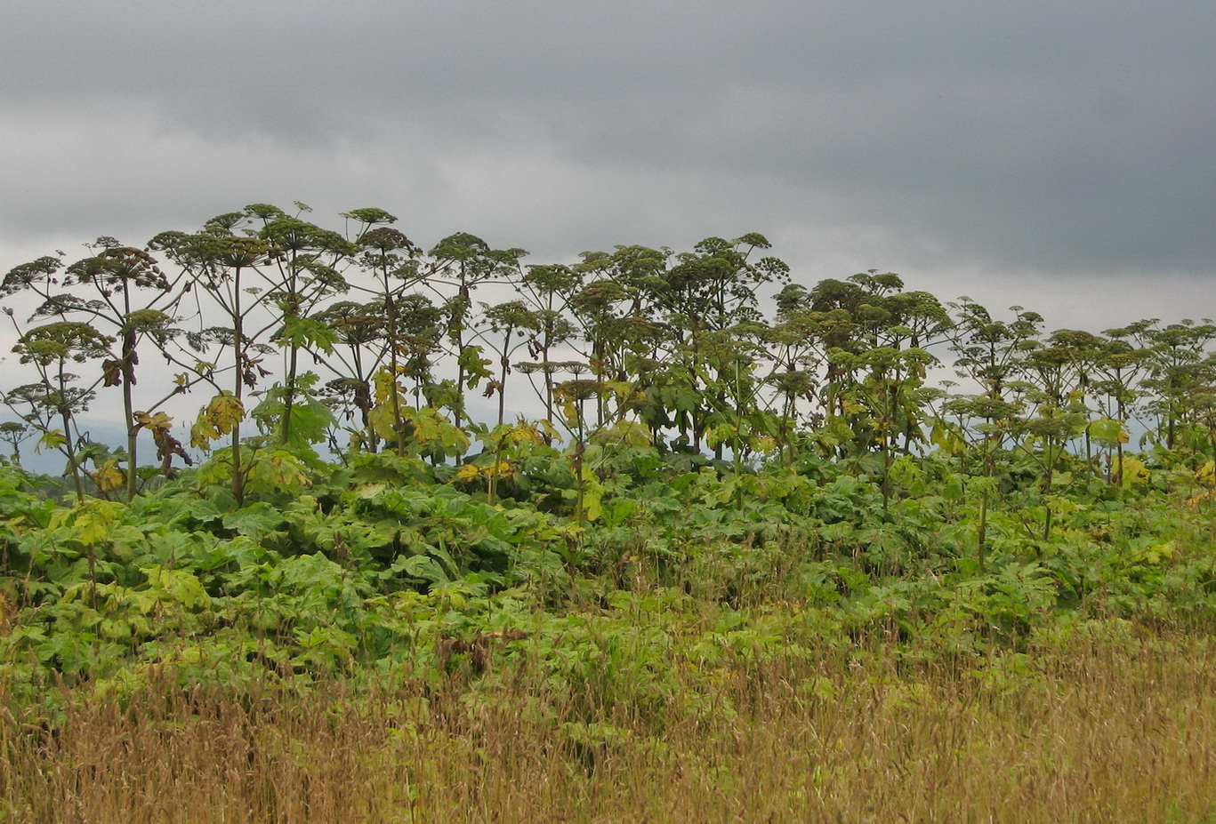 Южно-Сахалинск, image of landscape/habitat.