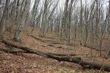 Отроги горы Совхозная, image of landscape/habitat.