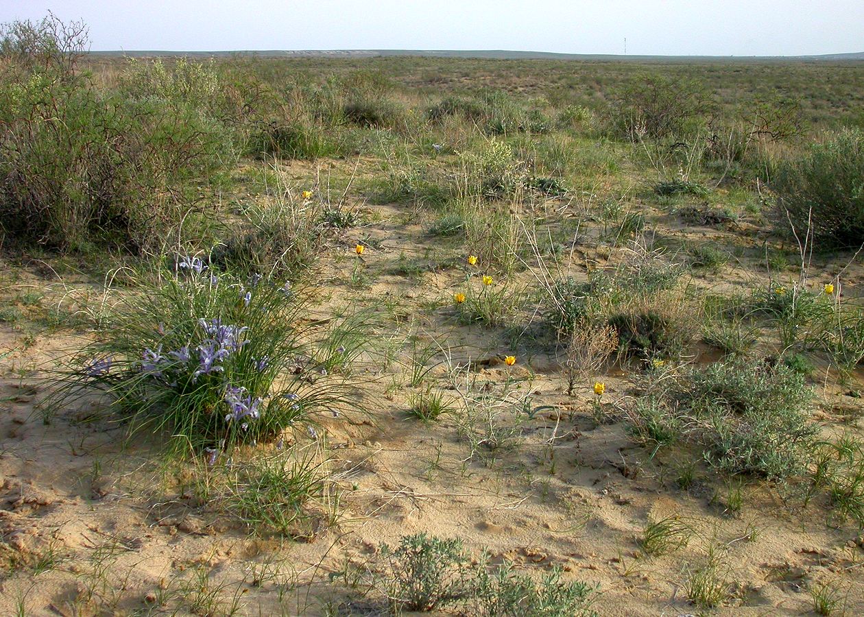 Аральск, image of landscape/habitat.