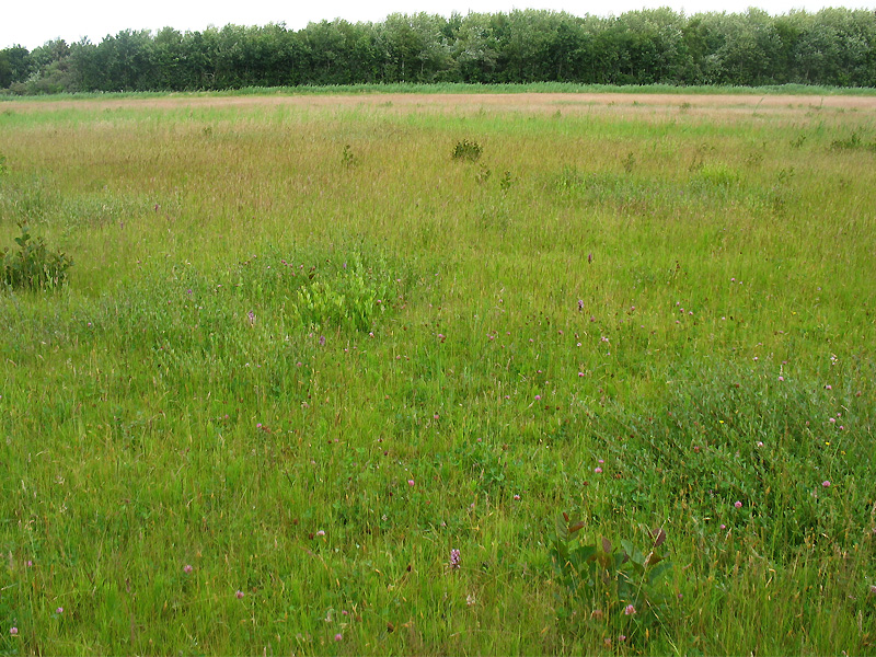 Лауверсмер (Lauwersmeer), image of landscape/habitat.