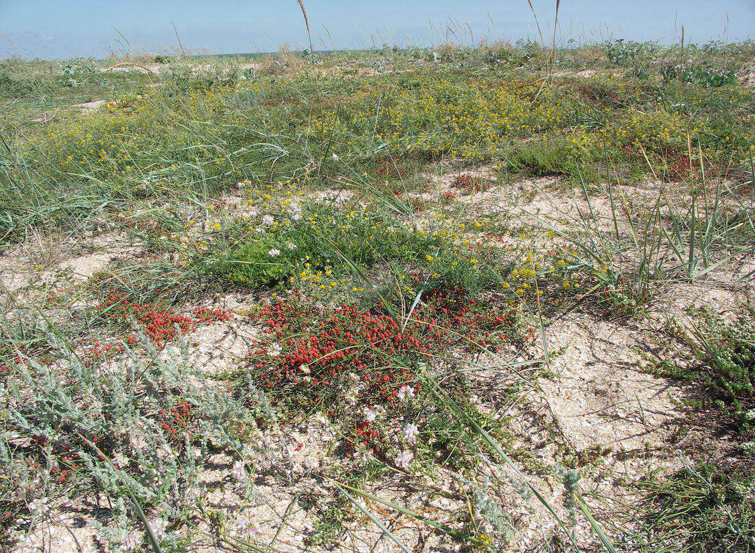 Арабатская стрелка, image of landscape/habitat.